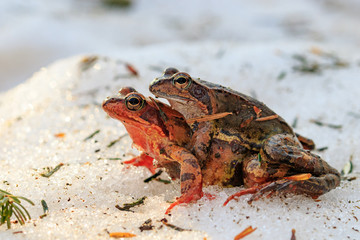 Rana temporaria