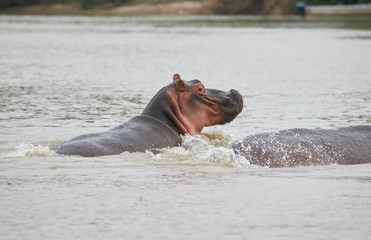 Fototapeta premium Hippo pool, Africa Ngorongoro , Safari 