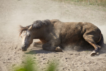 Horse wallow in the mud 