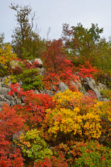 Autumn colours on display in the Carso karst limestone area of Friuli, near Doberdo in north east Italy.