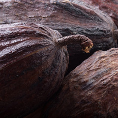 fresh cacao pods background