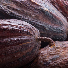 fresh cacao pods background