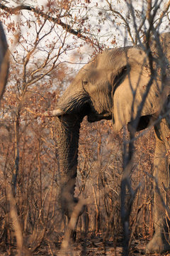 Sudafrica