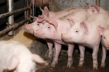 Schweine im Stall Füttern