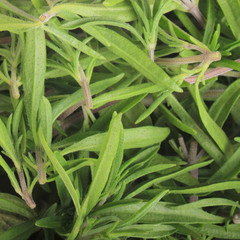 Fototapeta premium fresh green savory leaves background