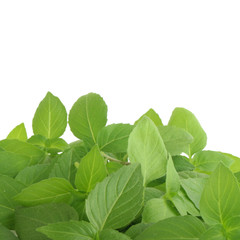 heap of basil leaves isolated on white background