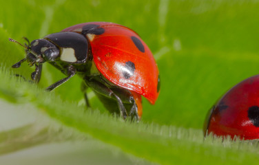 red ladybird on green leaf background