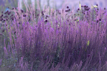 Fototapeta premium Violet flowers on thin stems with a solid background close to each other. Perovskaya Small spire 3