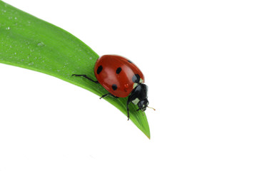 red ladybird on green leaf isolated on white background