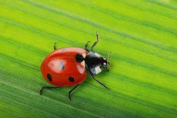 red ladybird on green leaf background