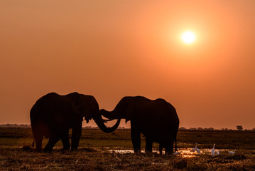 Fototapeta na wymiar Zwei Elefanten Bullen im Abendlicht des Chobe Nationalparks in Botswana