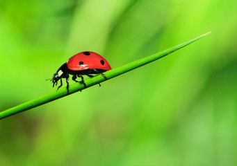 red ladybird on green grass on green background