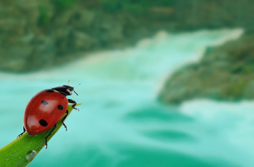 ladybird on green leaf on river background