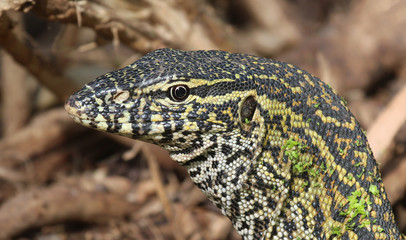 Monitor lizard in the Gambia