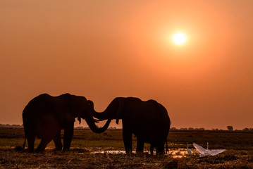 Fototapeta na wymiar Zwei Elefanten in der Landschaft des Chobe in Botswana bei Sonnenuntergang