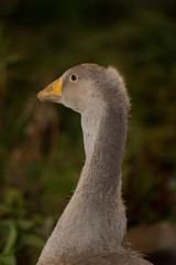 gray goose on green grass