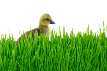 yellow gosling in green grass isolated on white background