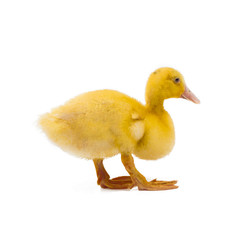 yellow little duckling isolated on white background