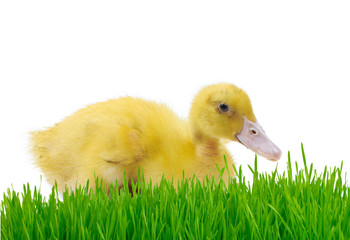 yellow little duckling in green grass isolated on white background