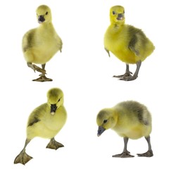 set of gosling on wooden background