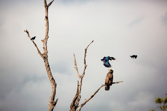 An African harrier-hawk, Polyboroides typus, perched in a dead tree, two  Burchell's starling, Lamprotornis australis, attack the hawk.