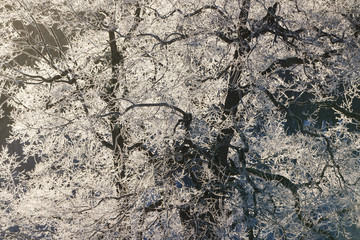 霧氷
