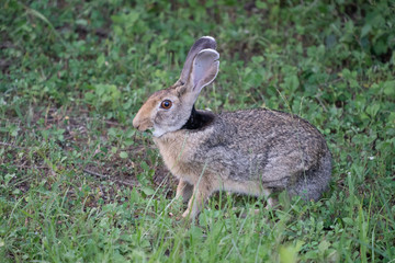 Naklejka na ściany i meble hare in the grass