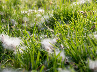 Poplar cotton on grass lawn close view