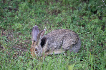 Naklejka na ściany i meble hare in the field