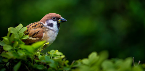 House Sparrow in Taipei 2-28 Peace Park