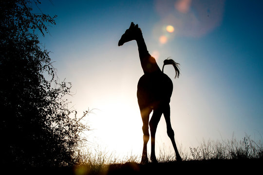 A silhouette of a giraffe, Giraffa camelopardalis, knees bowed inwards, tail up in air.