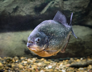 piranha fish swims in the water close up