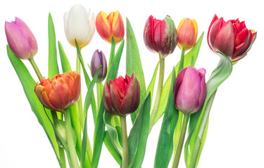 Colorful bouquet of tulips on white background.