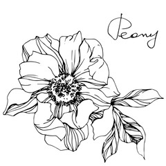 Obraz premium Vector Peony floral botanical flower. Black and white engraved ink art. Isolated peony illustration element.