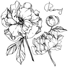 Vector Peony floral botanical flower. Black and white engraved ink art. Isolated peony illustration element.