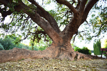 Fototapeta na wymiar A Tree with Large Roots 2