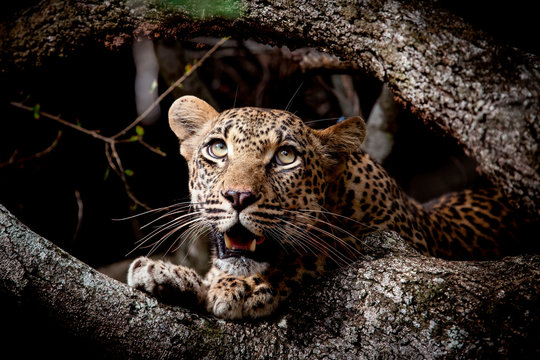 Close up of leopard sitting in Sabi Sands Game Reserve