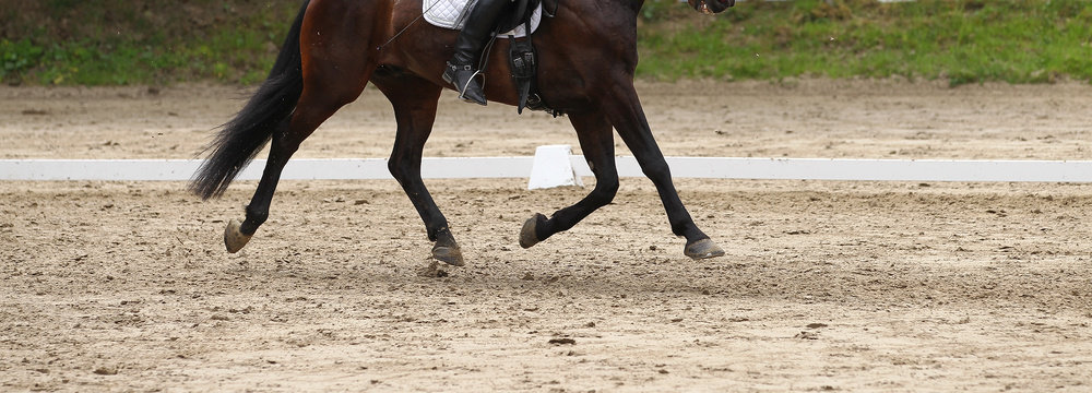 Dressage horse (pony) with rider in the dressage quadrilateral, in the gait trot, in the limbo phase..