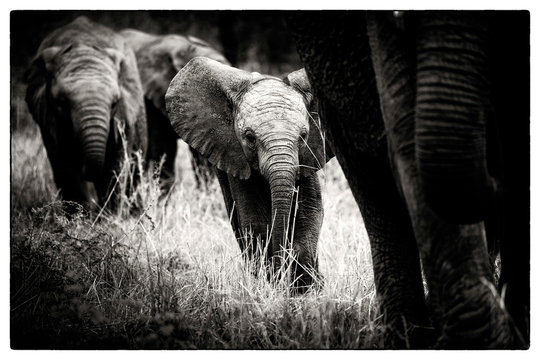 An elephant calf, Loxodonta africana, follows its mother through grass, alert, elephants in the background, in black and white.