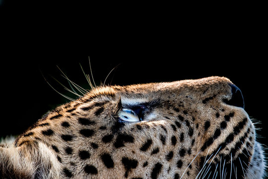 A side-profile of a leopard's head, Panthera pardus, looking up into the light, glow on eyes, coat and whiskers, black background.