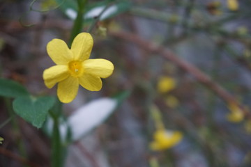 yellow flowers in garden