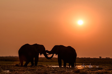 Fototapeta na wymiar Zuneigung zwischen zwei Elefanten Bullen in Botswana bei Sonnenuntergang