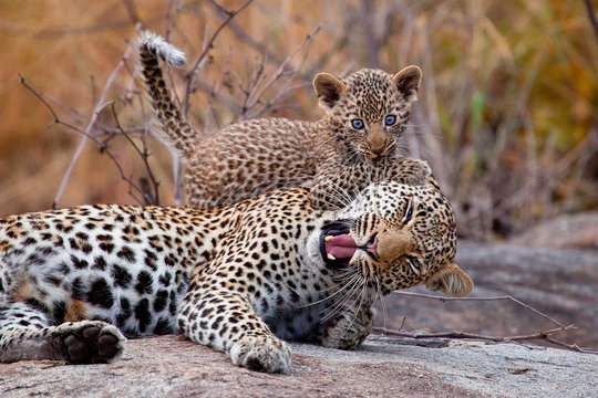 A leopard mother, Panthera pardus, lies down, eyes closing, mouth open as a cub bites her ear with blue eyes