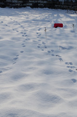 積雪の足跡
