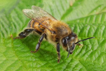 bee on wooden background