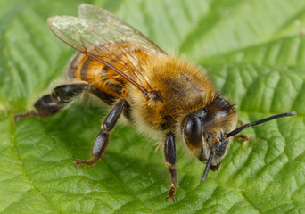 bee on wooden background