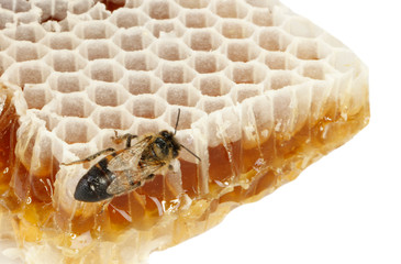 bee on honeycomb isolated on white background