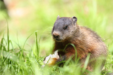 Naklejka na ściany i meble groundhog eating in nature during summer