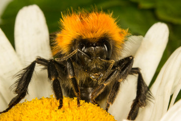 bumblebee on flowers background