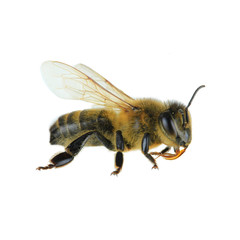 bee isolated on white background